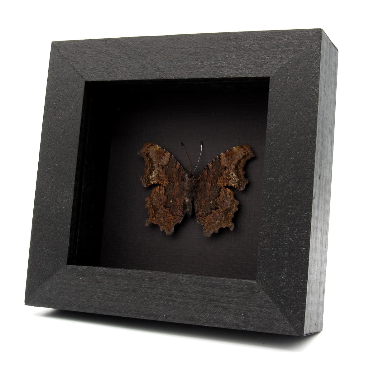 Real bark mimic Admiral butterfly framed taxidermy - Kaniska canace no-japonicum
