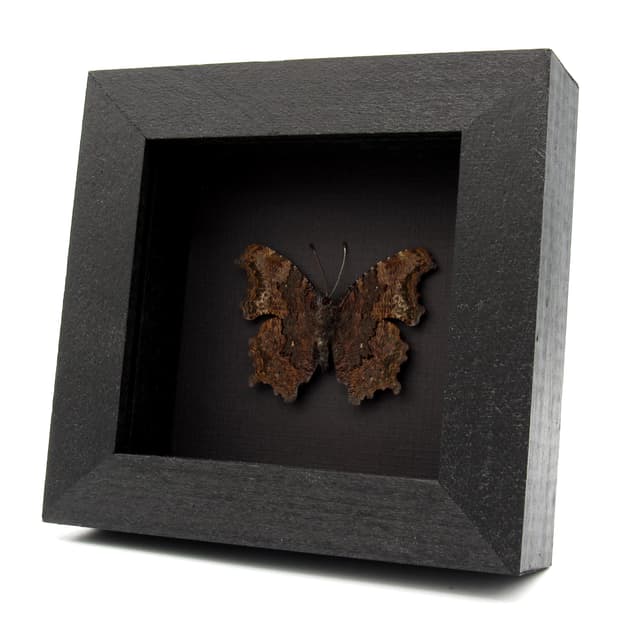 Real bark mimic Admiral butterfly framed taxidermy - Kaniska canace no-japonicum