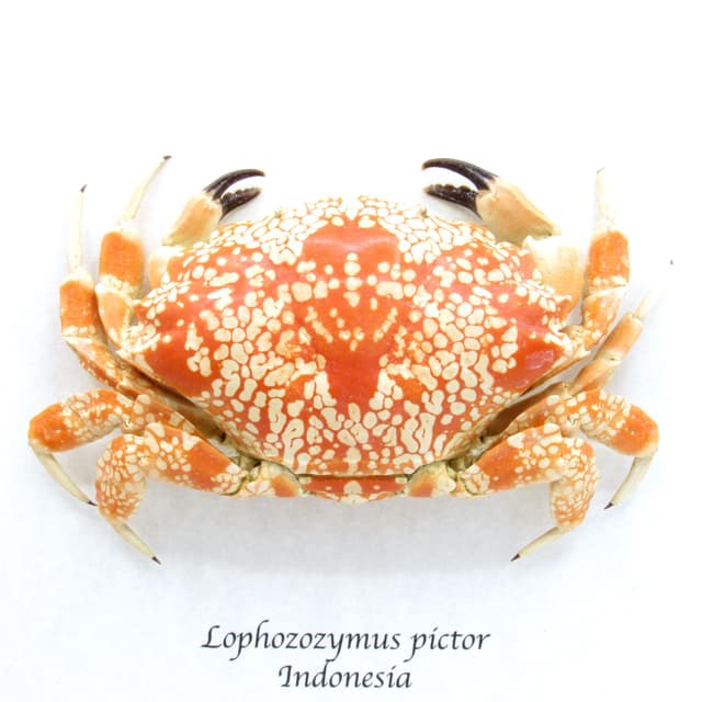 Real Mosaic Reef Crab framed taxidermy - Lophozozymus pictor