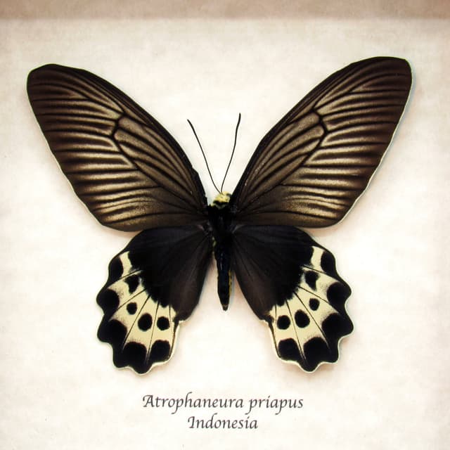 Real White Head Batwing butterfly framed taxidermy - Atrophaneura priapus - female