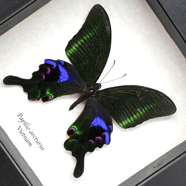 Large purple Peacock butterfly framed taxidermy - Papilio arcturus