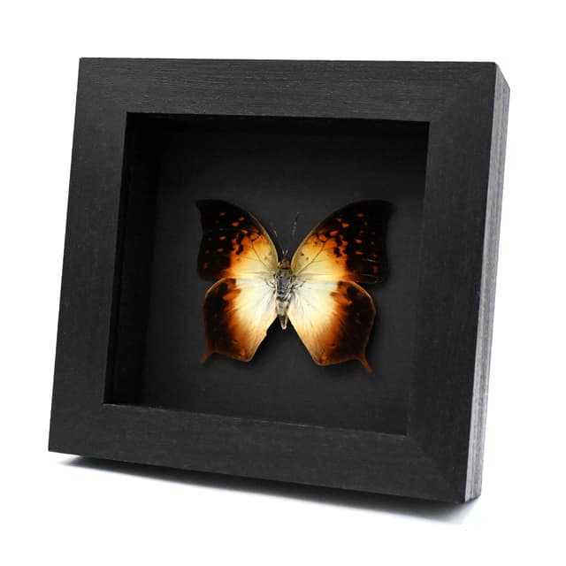 Real sunrise butterfly framed taxidermy - Charaxes fulvescens - large female
