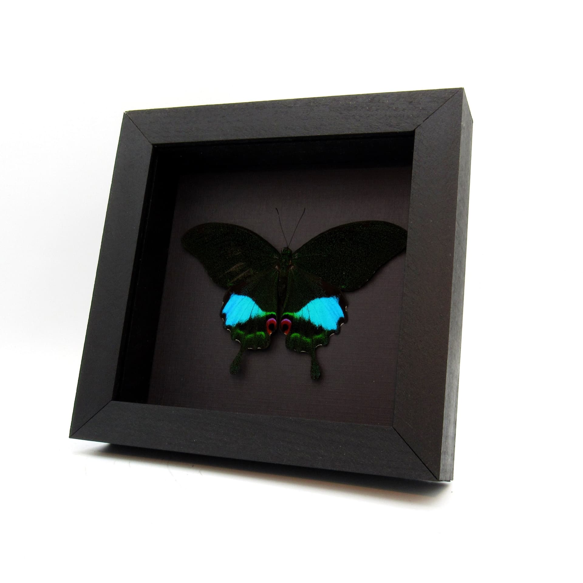 Real Jungle Jade butterfly framed taxidermy - Papilio karna - Victorian mount