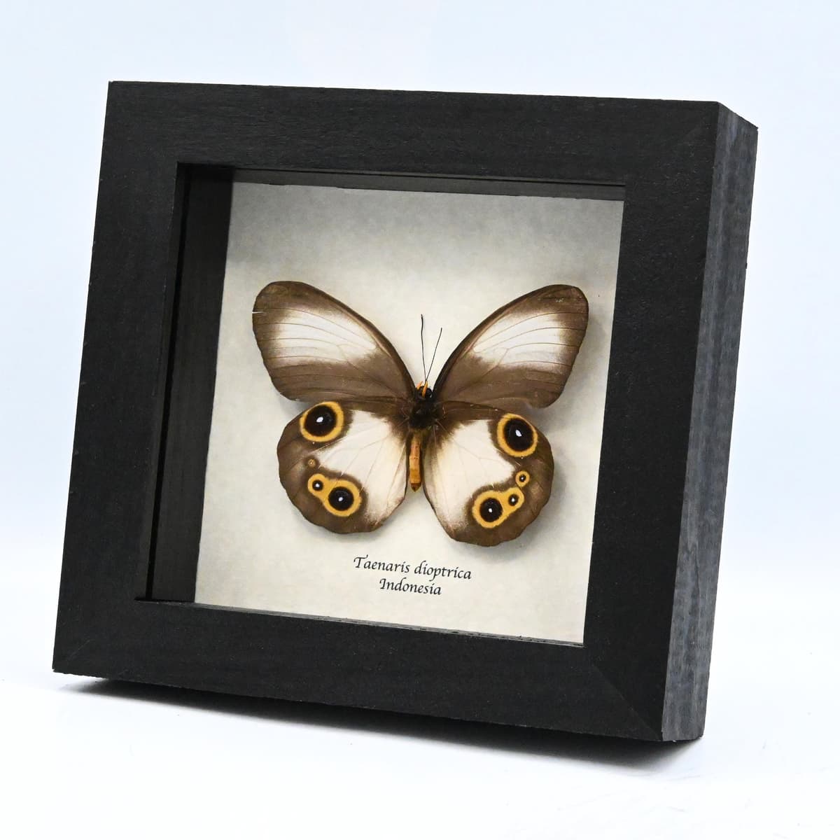 Real Owl butterfly framed taxidermy - Taenaris dioptrica