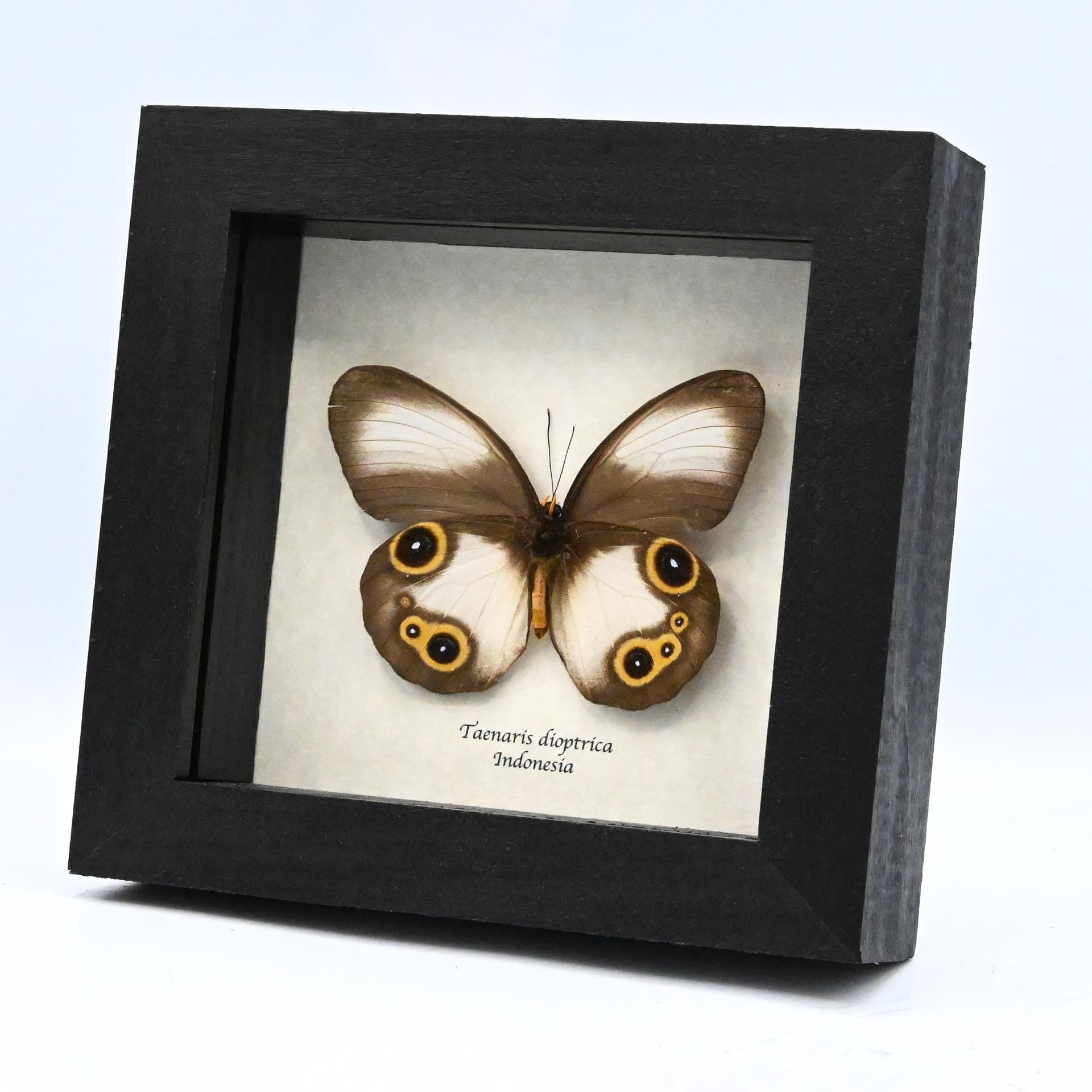 Real Owl butterfly framed taxidermy - Taenaris dioptrica