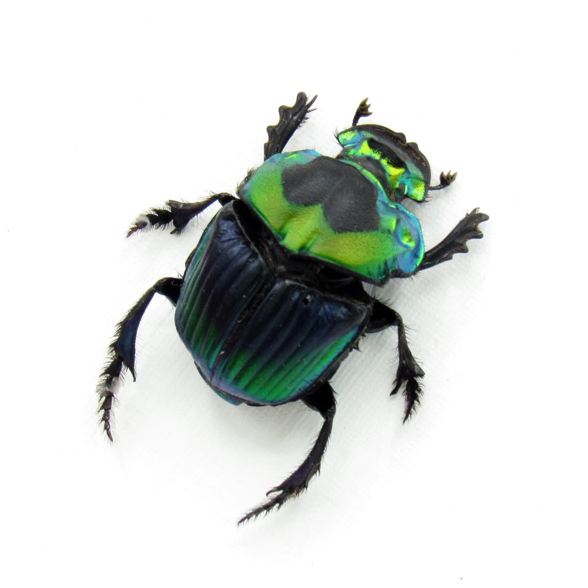 Real Rainbow Dung Scarab beetle framed taxidermy - Phanaeus imperator - female