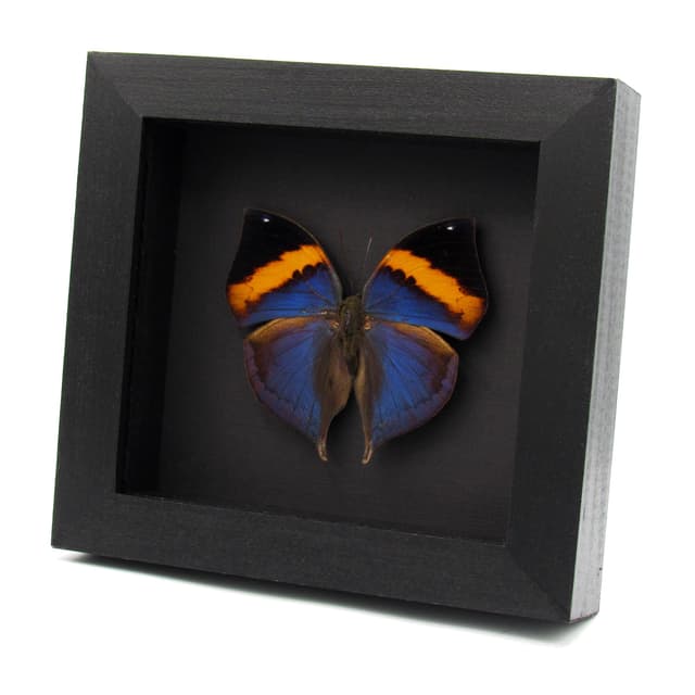 Rare Blue Indian Leafwing butterfly taxidermy - Kallima paralekta