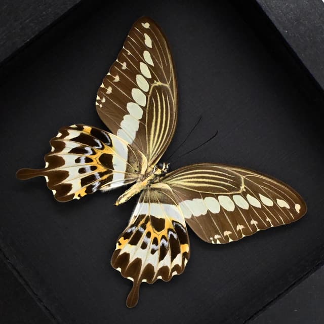 Real framed taxidermy butterfly - Papilio gigon - XL female