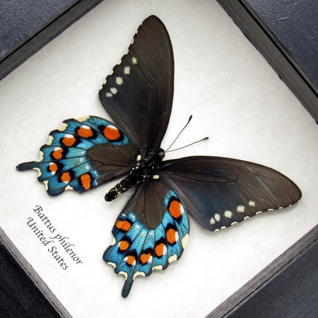 Real XL metallic Pipevine swallowtail framed taxidermy - Battus philenor - female
