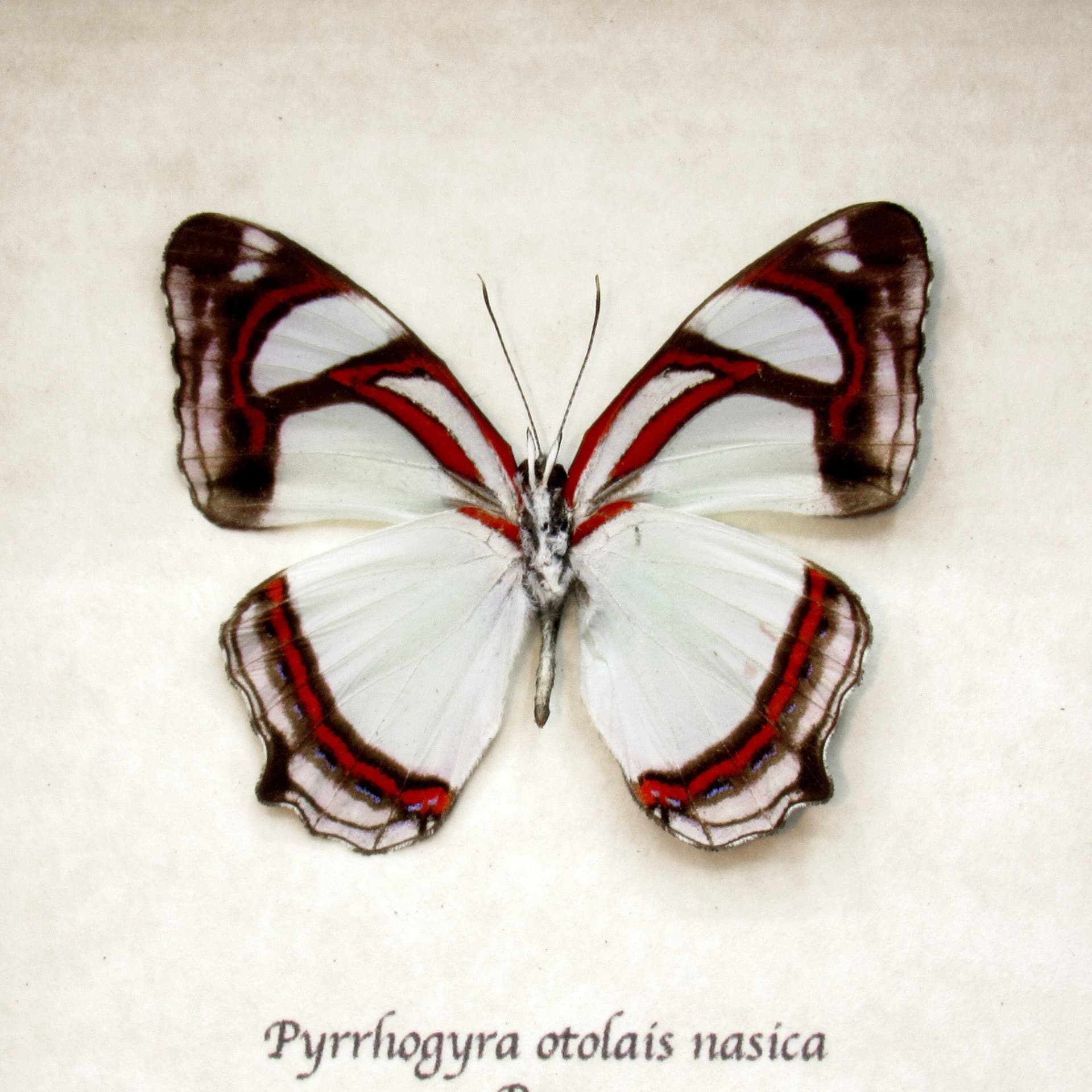 Real pale mint green butterfly framed taxidermy - Pyrrhogyra otolais nasica