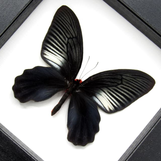 Real Black Batwing butterfly framed taxidermy - Atrophaneura varuna