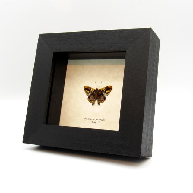 Rare tiny metallic Metalmark butterfly framed taxidermy - Anteros principalis - Victorian mount