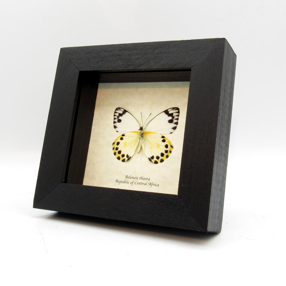 Real white butterfly framed taxidermy - Belenois theora