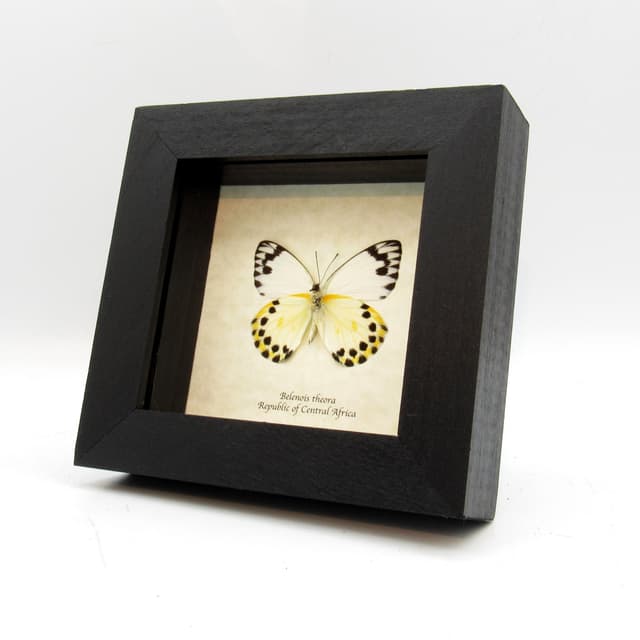 Real white butterfly framed taxidermy - Belenois theora