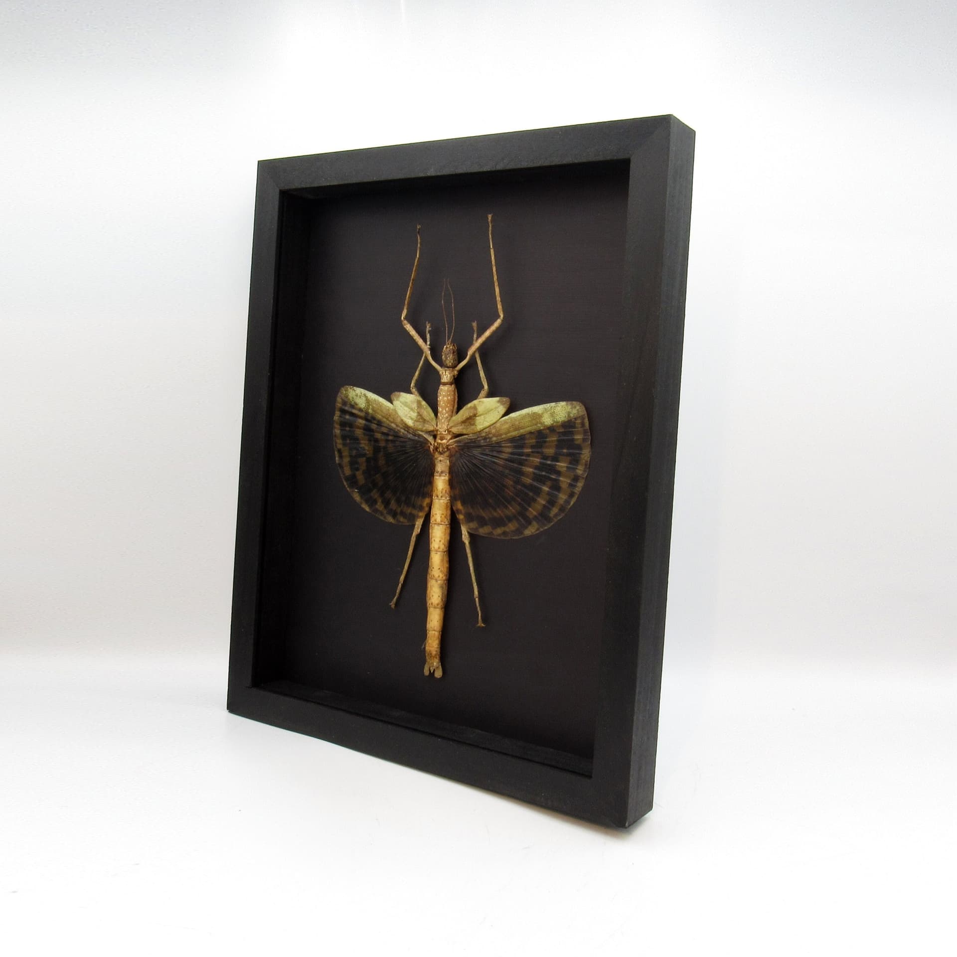 Gigantic real winged Walking Stick insect framed taxidermy - Phasma gigas