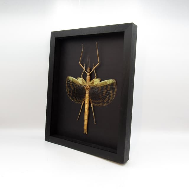 Gigantic real winged Walking Stick insect framed taxidermy - Phasma gigas