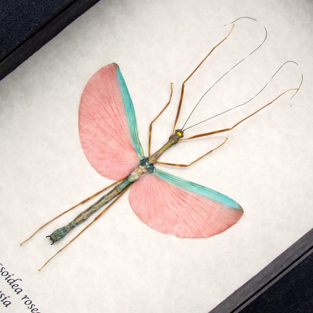 Real pink stick bug framed taxidermy - Marmessoidea rosea