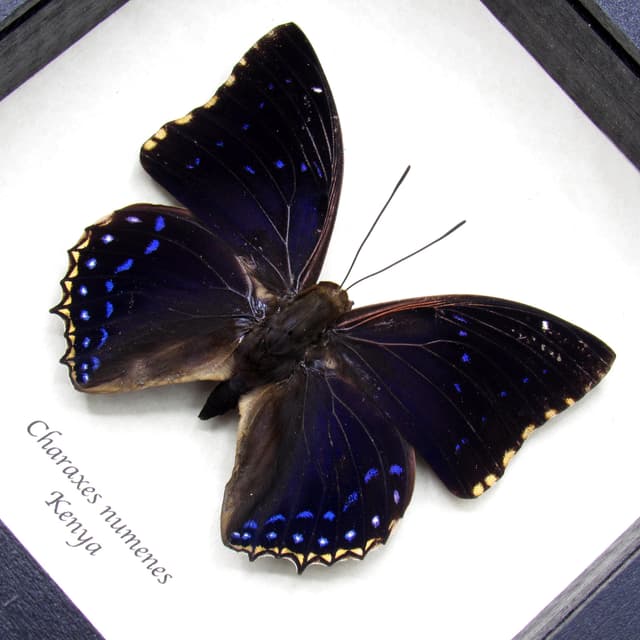 Real Lesser Blue Charaxes butterfly framed specimen - Charaxes numenes