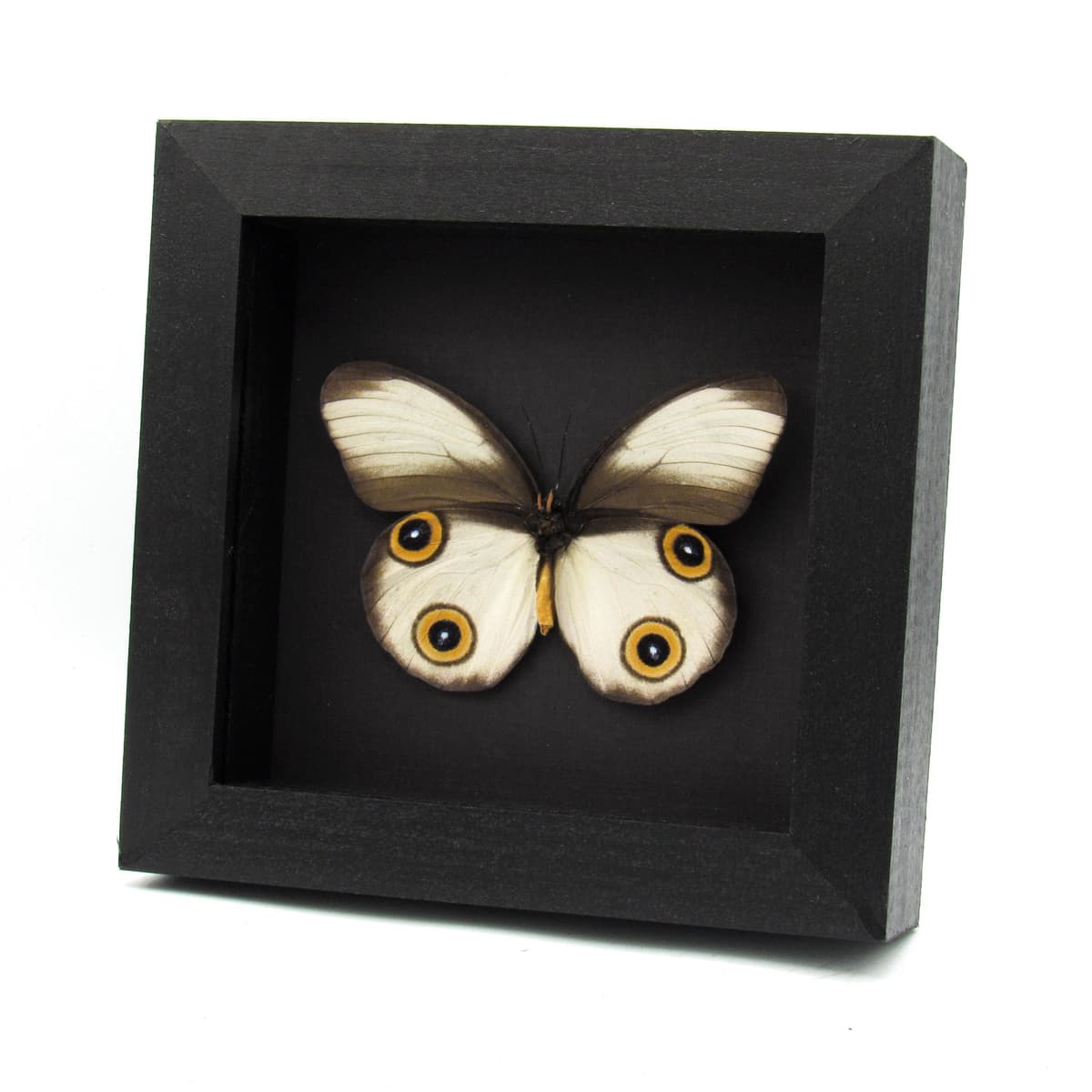 Rare Owl butterfly framed taxidermy - Taenaris cyclops - large female