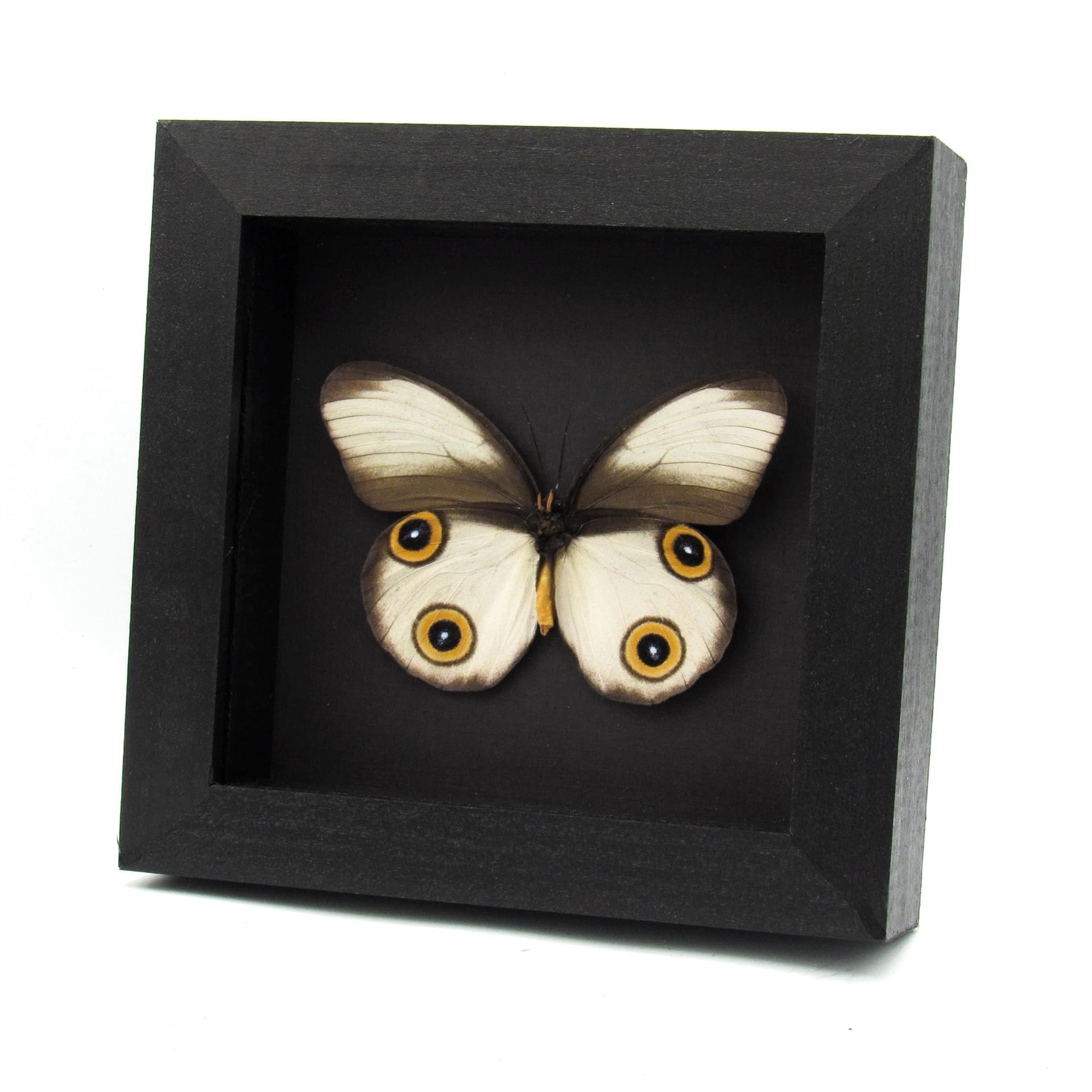 Rare Owl butterfly framed taxidermy - Taenaris cyclops - large female