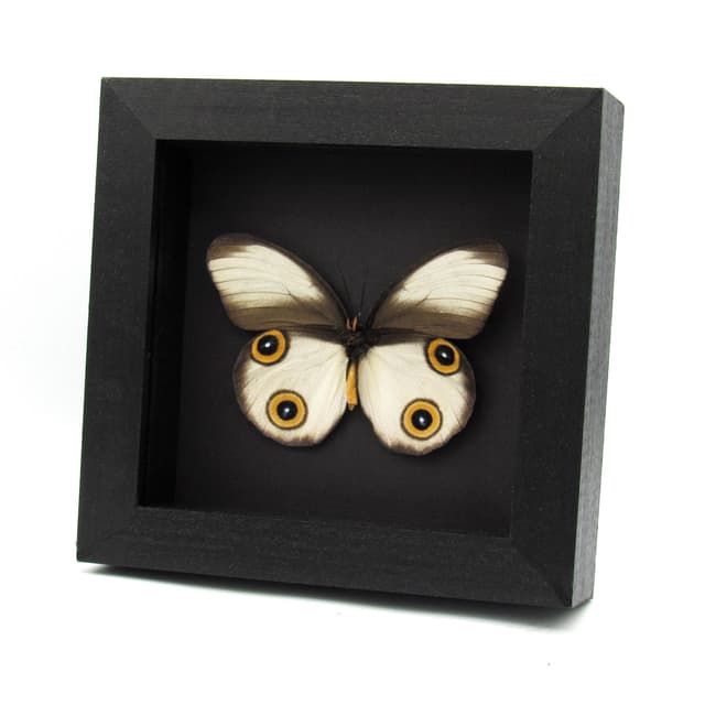 Rare Owl butterfly framed taxidermy - Taenaris cyclops - large female