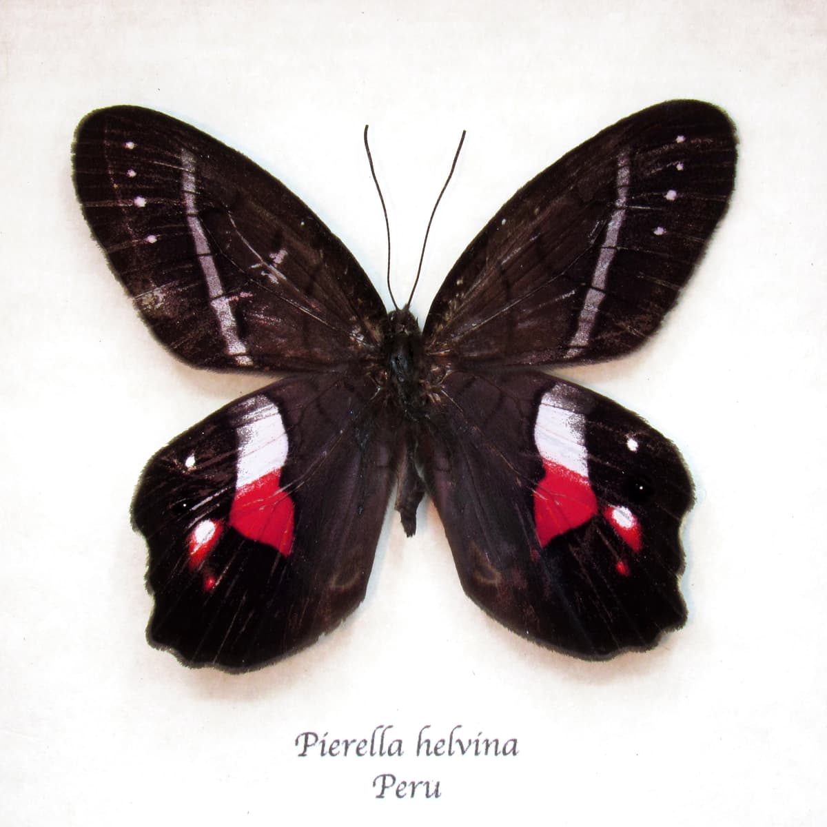 Rare Red Washed Satyr butterfly framed taxidermy - Pierella helvina - minor damage