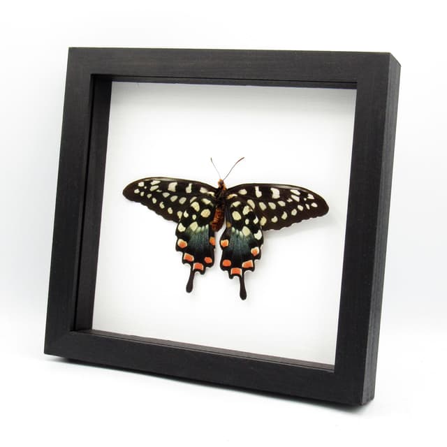 Real Giant Swallowtail butterfly - Papilio antenor - XL female - Victorian mount
