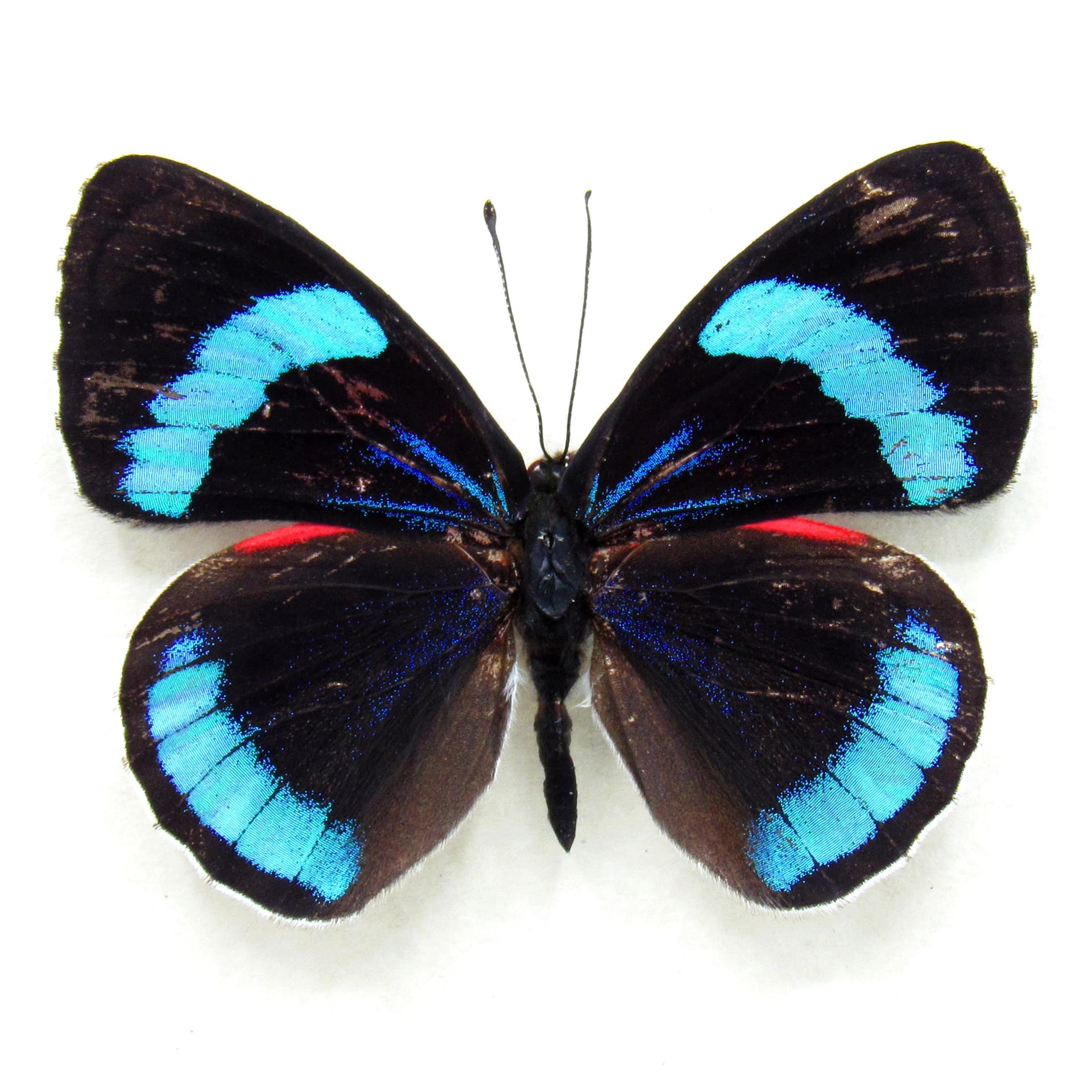 Real metallic blue butterfly framed taxidermy - Perisama euriclea