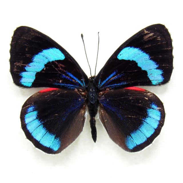 Real metallic blue butterfly framed taxidermy - Perisama euriclea