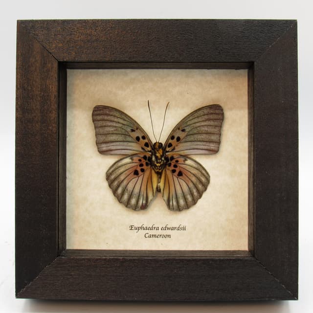 Real Forester butterfly framed taxidermy - Euphaedra edwardsii
