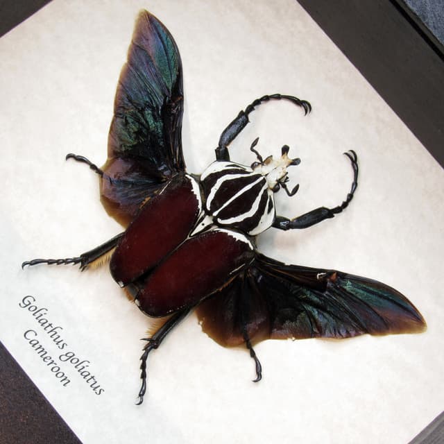 Large real Flower Beetle framed taxidermy - Goliathus goliatus