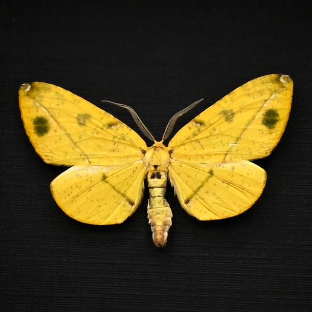 Rare green Geometer moth framed taxidermy - Omiza miliaria