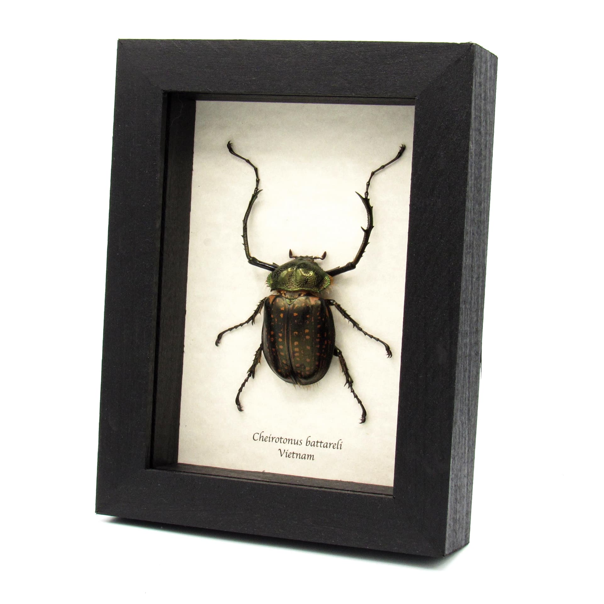 Real Long-armed Scarab beetle framed taxidermy - Cheirotonus battareli
