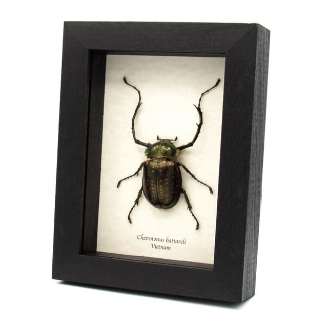 Real Long-armed Scarab beetle framed taxidermy - Cheirotonus battareli