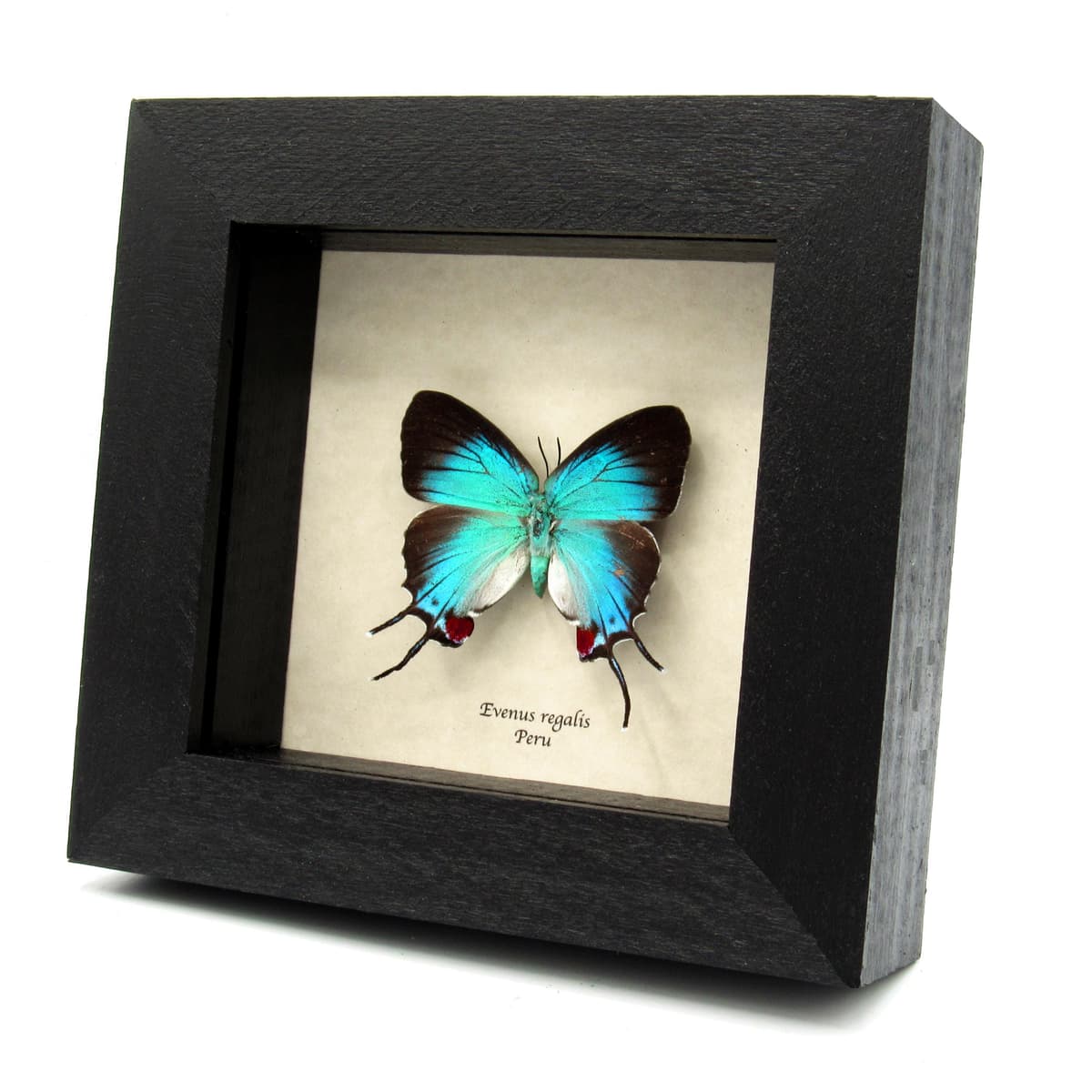Rare metallic blue butterfly framed taxidermy - Evenus regalis - large female