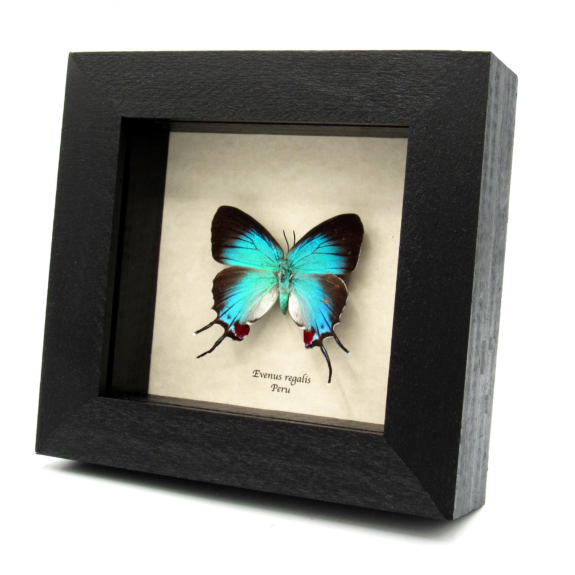Rare metallic blue butterfly framed taxidermy - Evenus regalis - large female