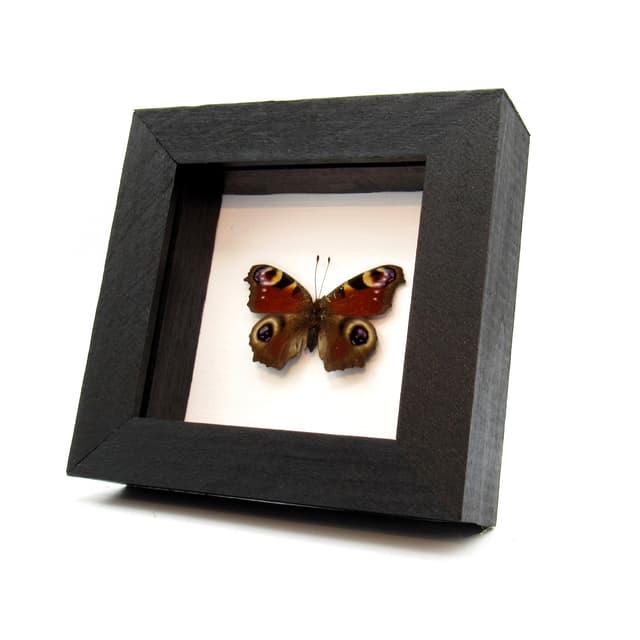 Real red Peacock butterfly framed taxidermy - Inachis io