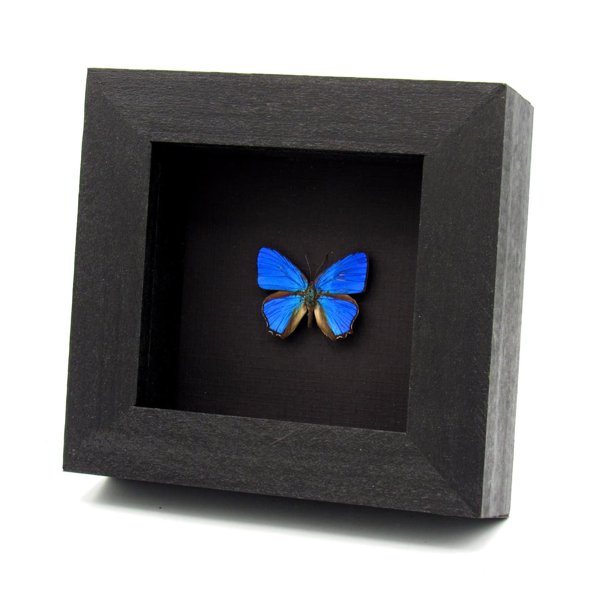 Real tiny iridescent blue butterfly framed taxidermy - Hypochrysops polycletus