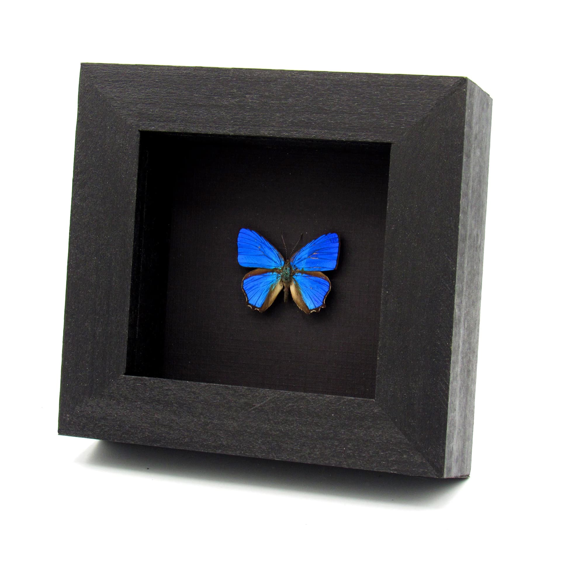 Real tiny iridescent blue butterfly framed taxidermy - Hypochrysops polycletus