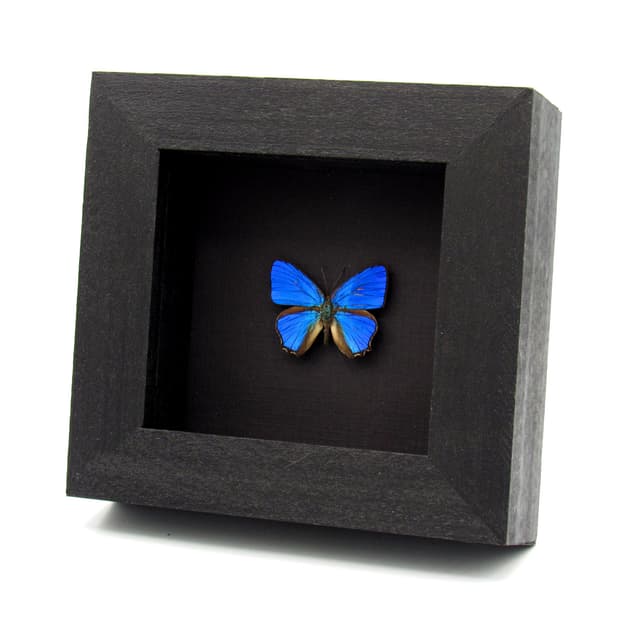 Real tiny iridescent blue butterfly framed taxidermy - Hypochrysops polycletus