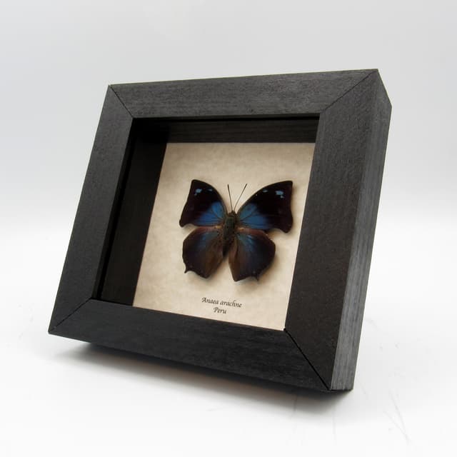 Real blue butterfly framed taxidermy - Anaea arachne