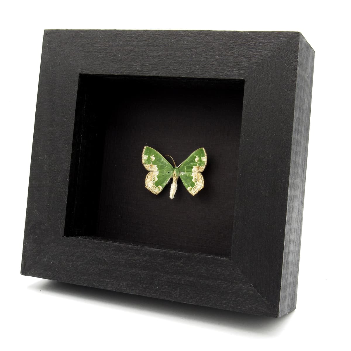 Real green Geometer moth framed specimen - Eucyclodes difficta