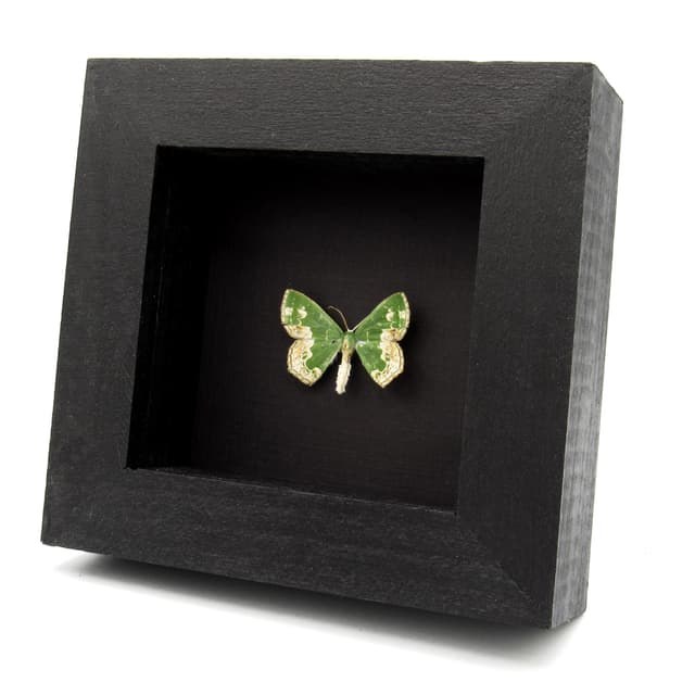 Real green Geometer moth framed specimen - Eucyclodes difficta