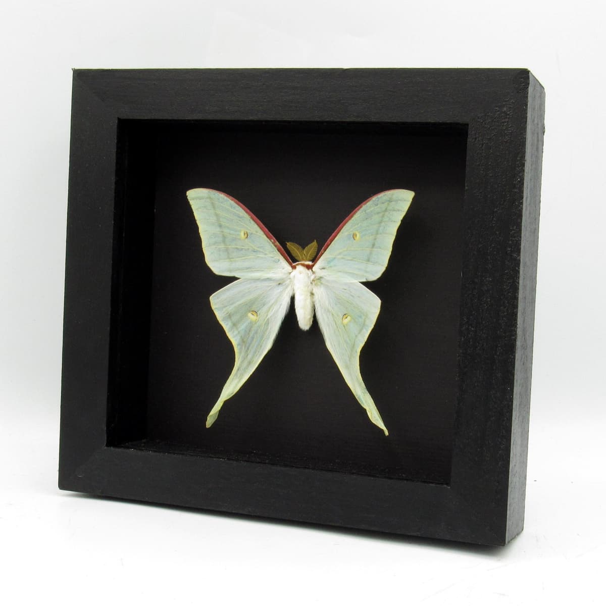 Real large Japanese Luna Moon moth framed taxidermy - Actias artemis