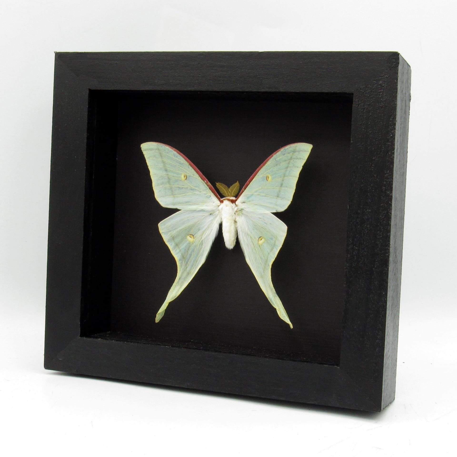 Real large Japanese Luna Moon moth framed taxidermy - Actias artemis
