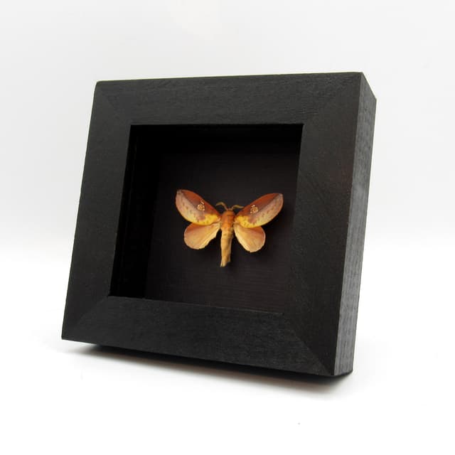 Real Leaf Mimic Snouth moth framed taxidermy - Euthrix laeta