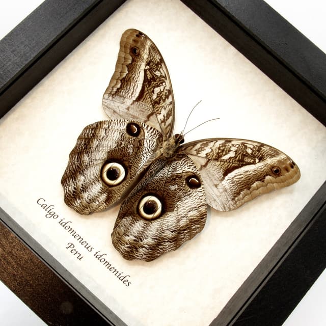 Real Giant Owl butterfly framed taxidermy - Caligo idomeneus idomenides