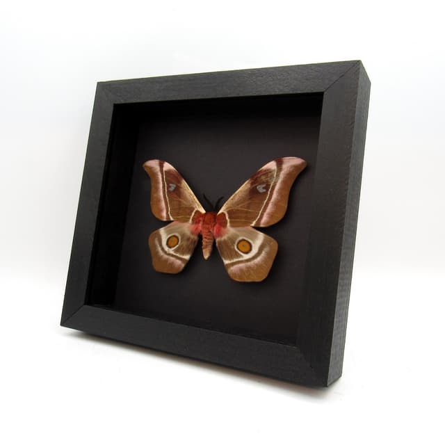 Real Pink Madagascar Emperor moth framed taxidermy - Bunaea aslauga