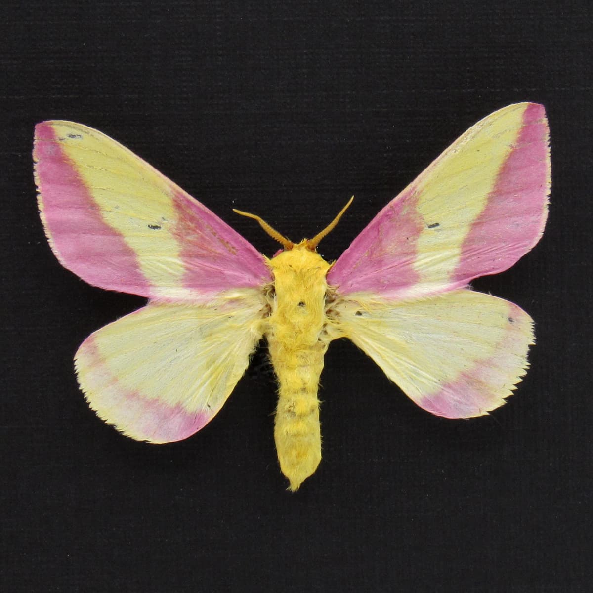 Real pink Rosy Maple moth framed taxidermy - Dryocampa rubicunda