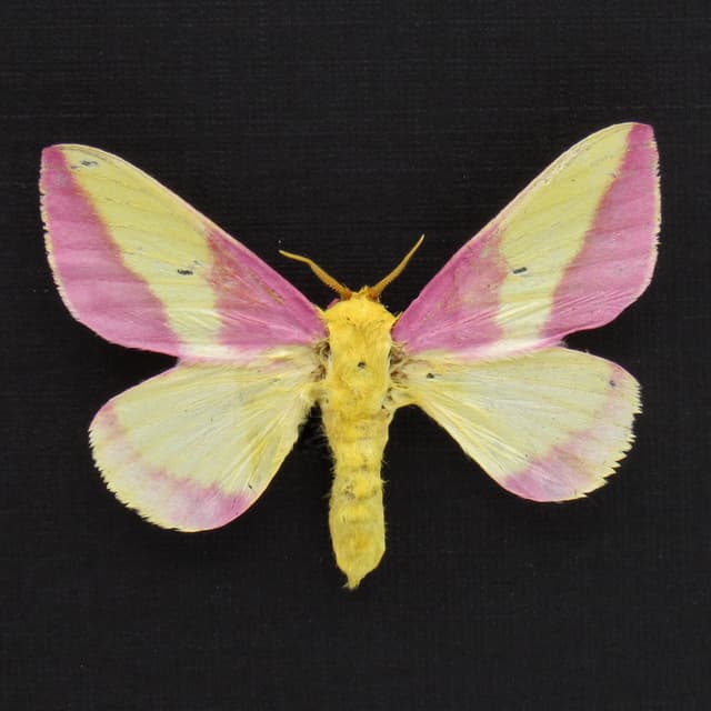 Real pink Rosy Maple moth framed taxidermy - Dryocampa rubicunda